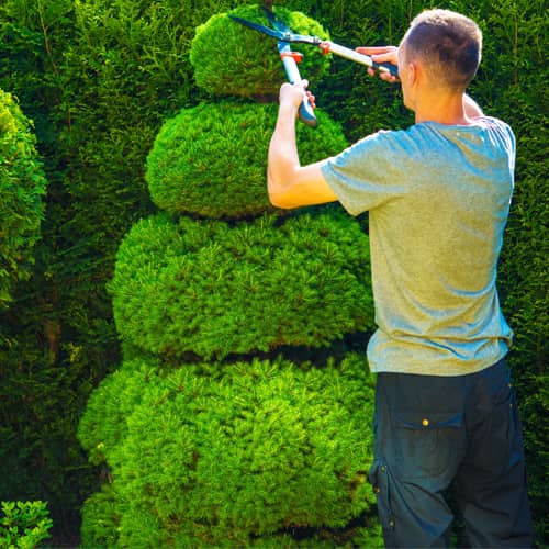 Hedge Trimming Image