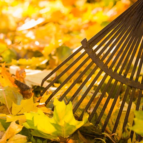 Leaf Removal & Seasonal Cleanup Image
