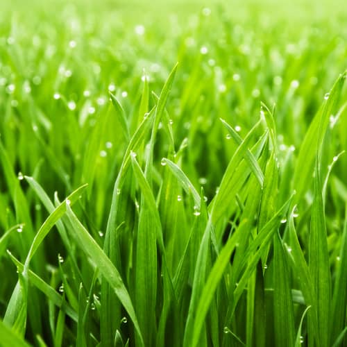 Lawn Care Service Image